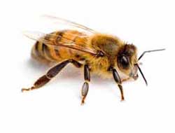 bee population increase