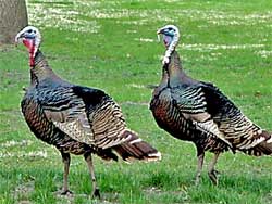 spring turkey hunting season in new york