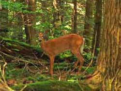 Illegal hunting in the Catskill Mountains during the hunting season of 2021.