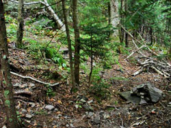 Informal trails forming on 3500' peaks of the catskill mountains.