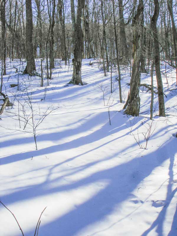 Pine Hill West Branch approaching Balsam Mountain