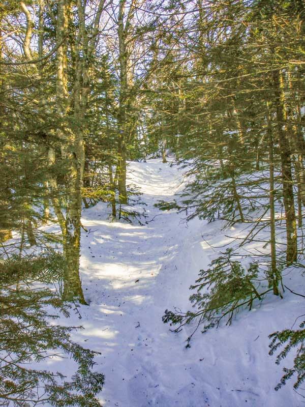 Balsam Mountain summit region with balsam fir trees