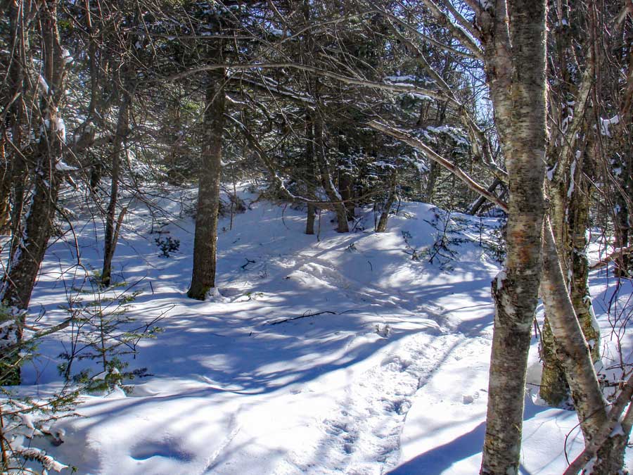 side trail to the summit rock on Balsam Mountain