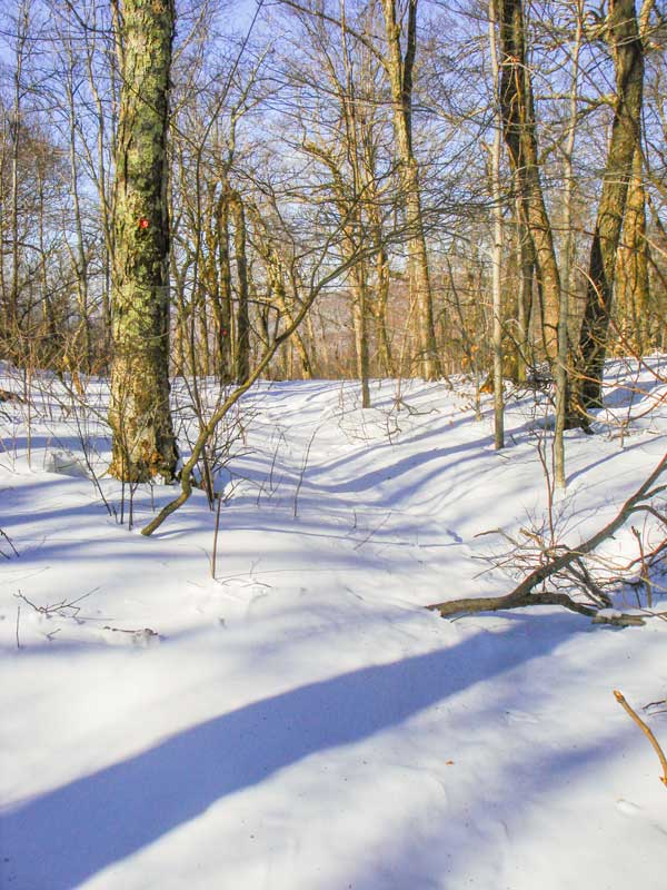McKenley Hollow Trail below summit of Balsam Mountain