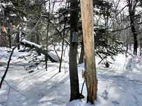 fir mountain