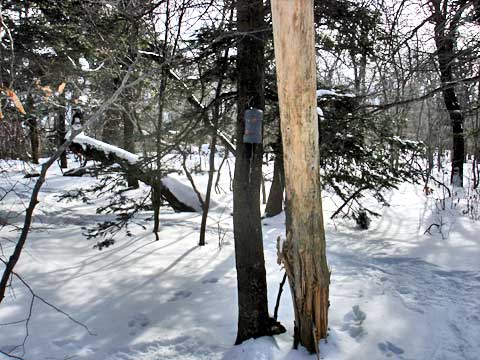 Fir Mountain