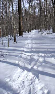 Fir Mountain