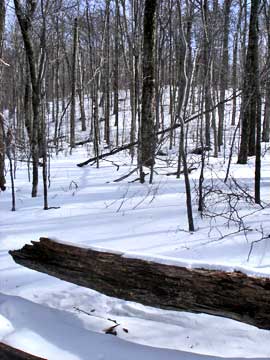 Fir Mountain