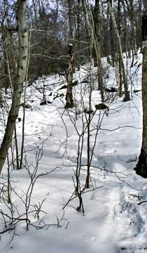 Fir Mountain
