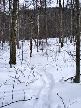 Fir Mountain