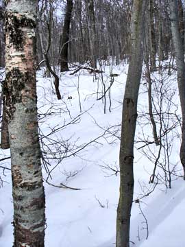 Fir Mountain