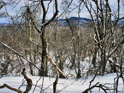 Fir Mountain