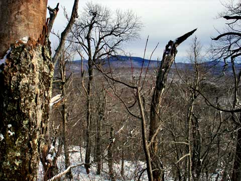 Fir Mountain