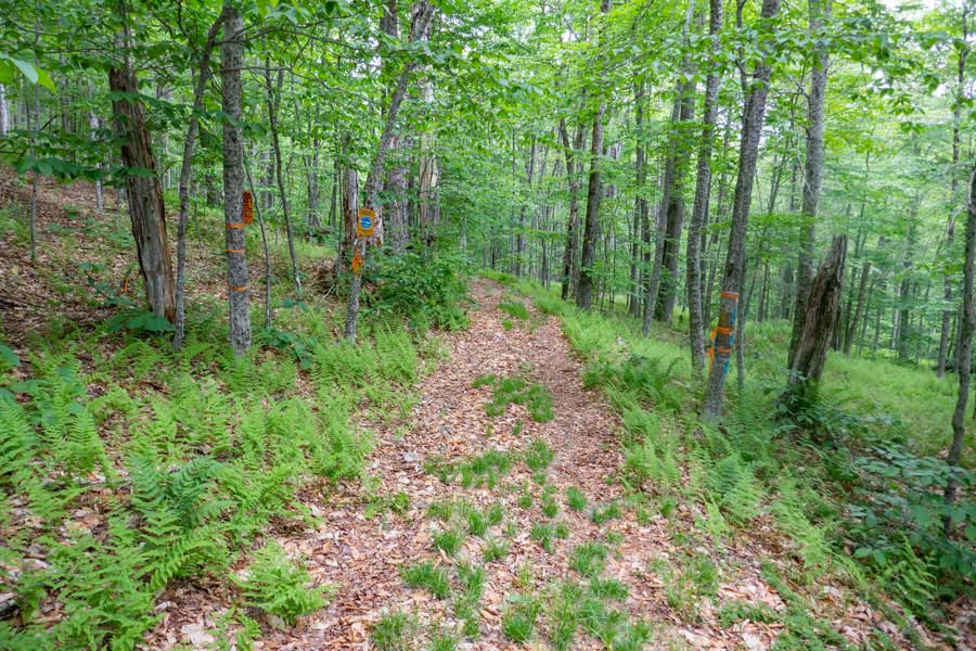Trailhead of the Neversink-Hardenburgh Trail on Wild Meadow Road