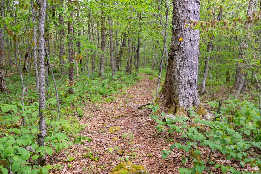 trail above the Fall Brook Lean-to on the Neversink-Hardenburgh Trail