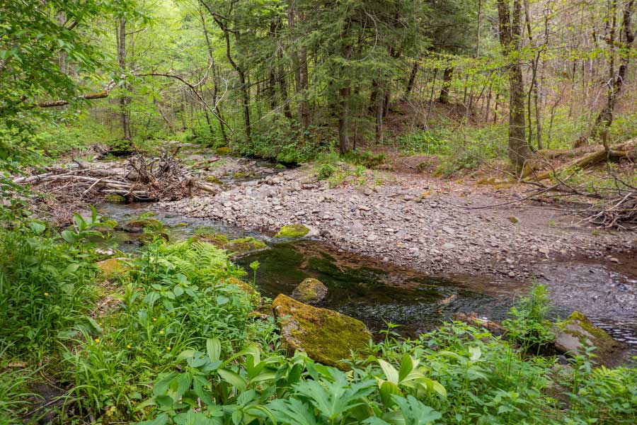 Beaver Kill brook on the Neversink-Hardenburgh Trail
