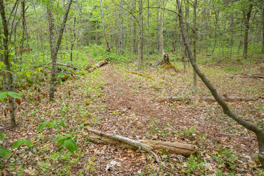 trail junction of the re-routed trail on the Neversink-Hardenburgh Trail