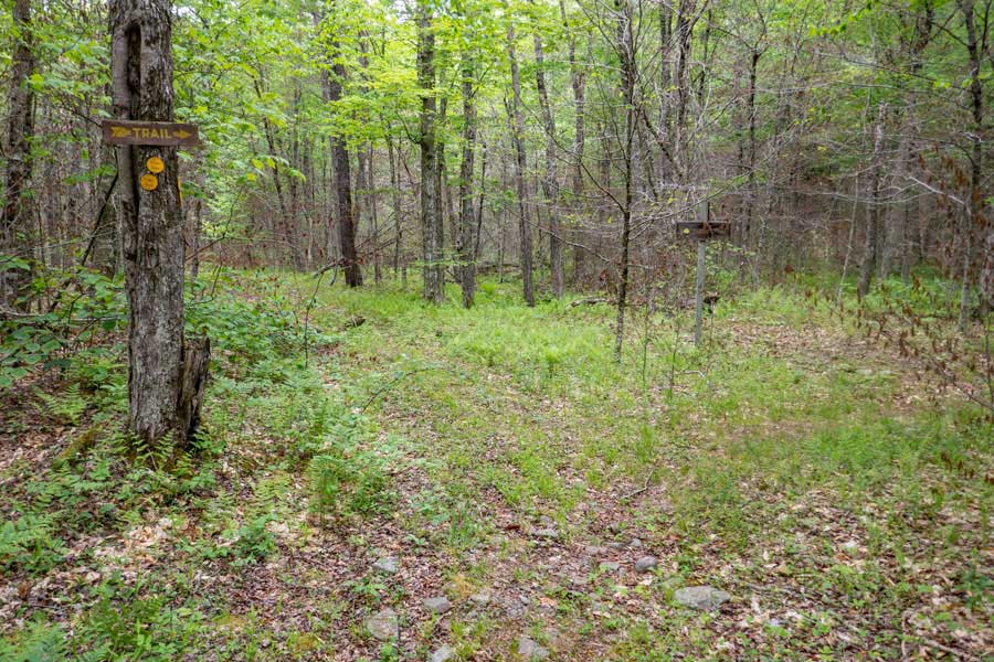 Trail Junction on the Neversink-Hardenburgh Trail 