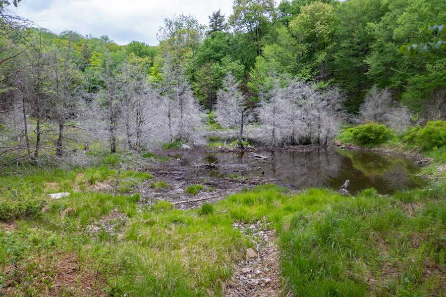 swamp off the Neversink-Hardenburgh Trail 