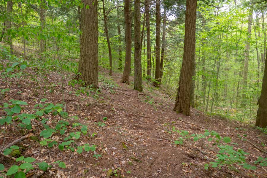 conifer forest on the Neversink-Hardenburgh Trail