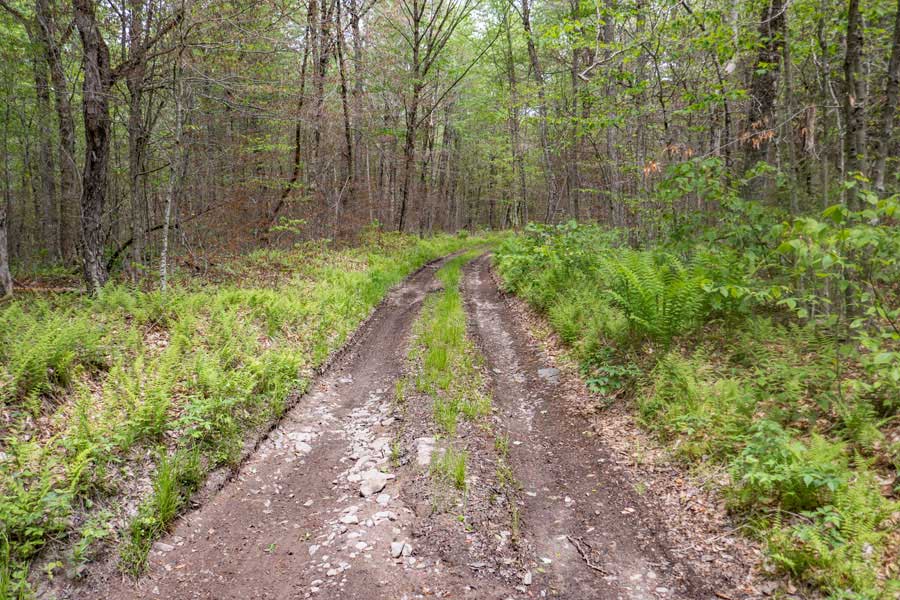crossing Beaver Kill Brook