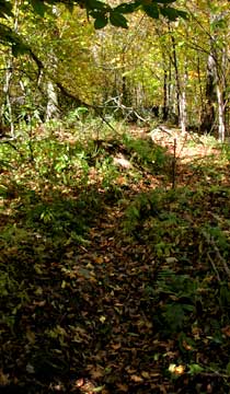 trail to vly mountain