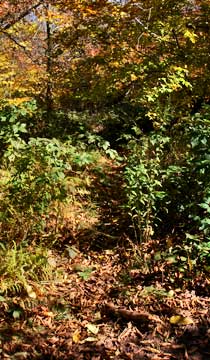 herd path between vly and bearpen mountain