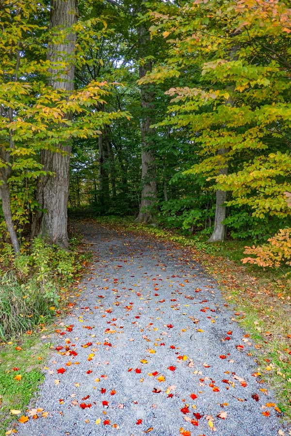 forest section of The Windham Path