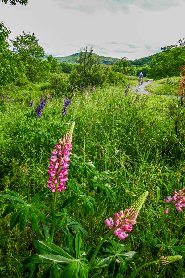 wild flower section next to the forest section of The Windham Path