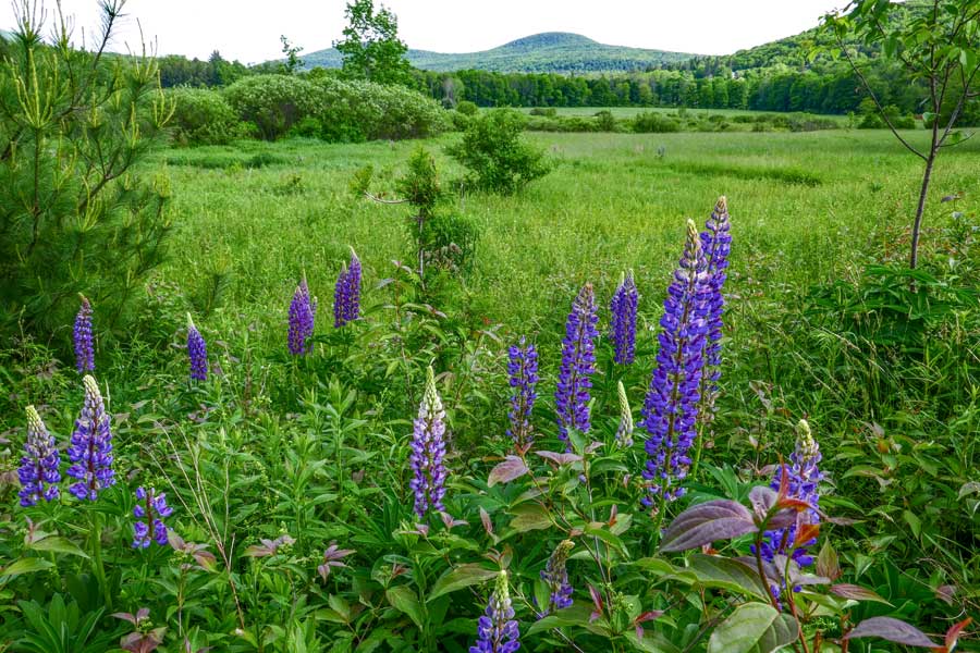 Lupine Flowers near the forest section of The Windham Path.