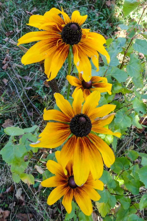 black-eyed susans in the southern end of The Windham Path