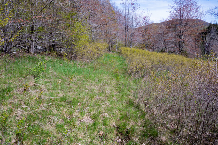 hiking along the forest and grassland edge on the Vinegar Hill Trail