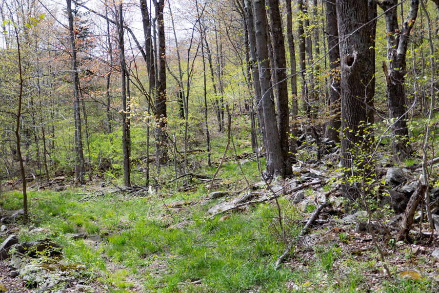 tree hollow marks the trail junction for the Vinegar Hill Trail in the Halcott Wild Forest