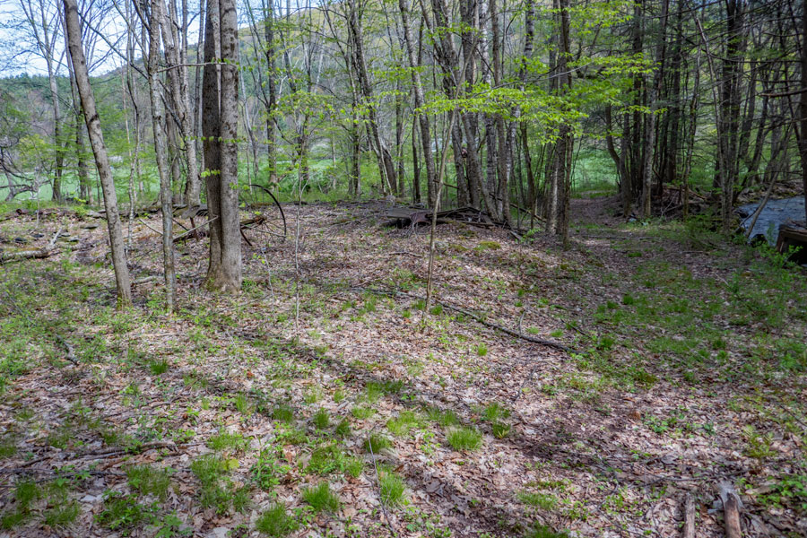 Approaching the end of the conifer forest section of the  Vinegar Hill Trail near the lower Trail Head by Rt 42 