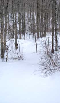 balsam mountain