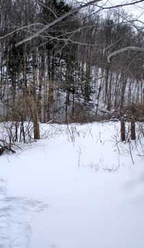 balsam mountain