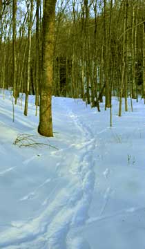 balsam mountain