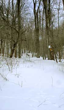 balsam mountain