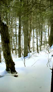 balsam mountain
