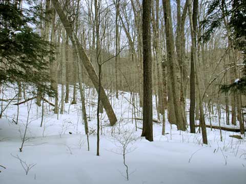 balsam mountain