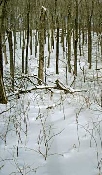 balsam mountain