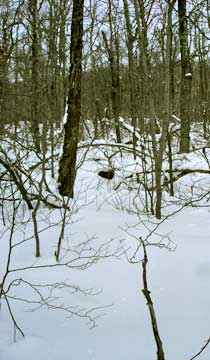 balsam mountain
