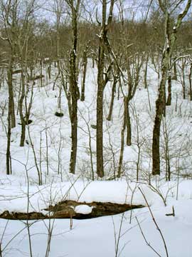 balsam mountain