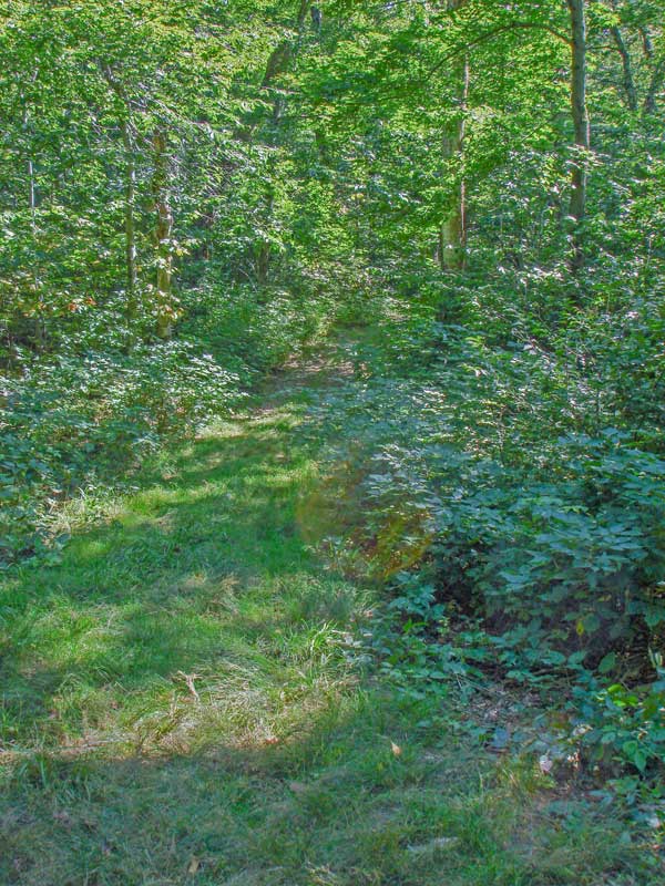 Jeep trail from the col between Risk and  Hunter Mountain