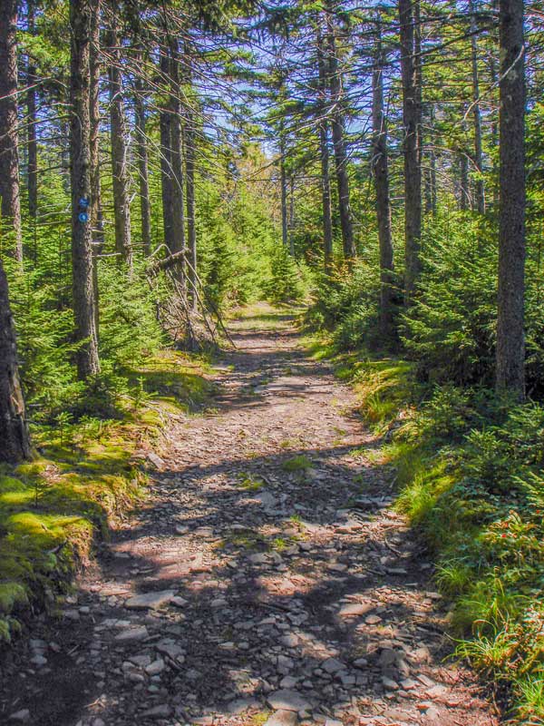 trail behond the Hunter mountain ski bowl and Hunter Mountain fire tower