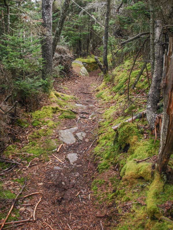 Becker Hollow Trail near the Spruceton Valley Lookout