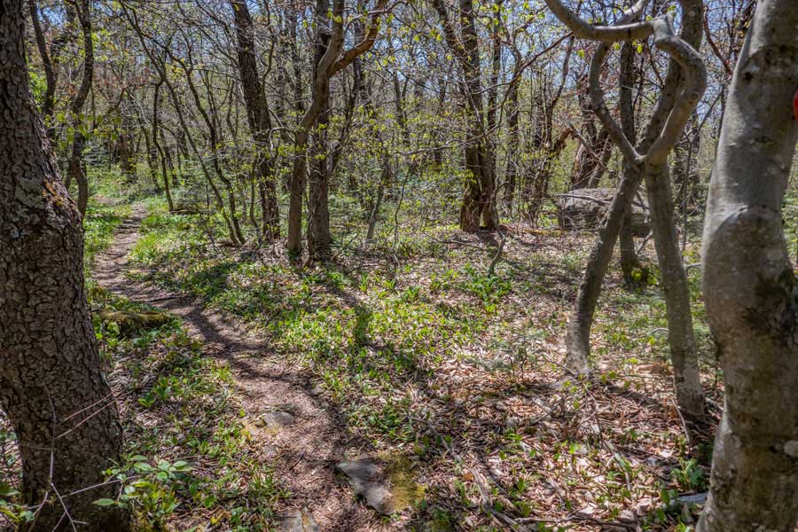 false summit of St Anne Mountain