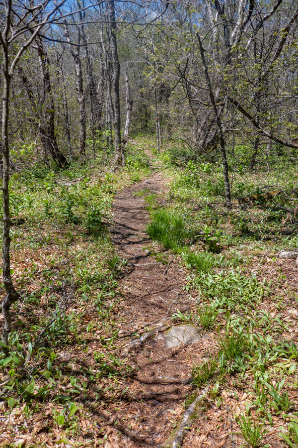 The col between St Anne Mountain and West Kill Mountain.