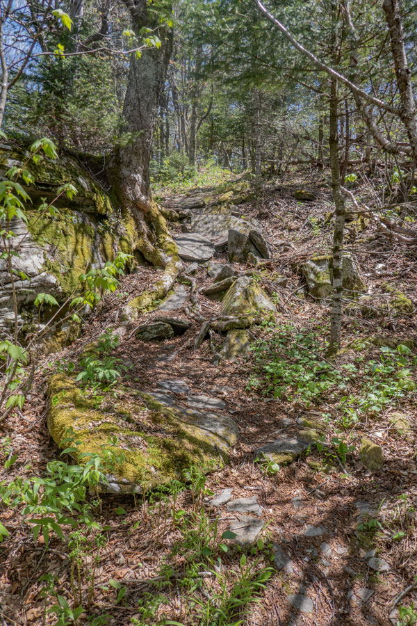 The 3,500' mark on the west side of West Kill Mountain.
