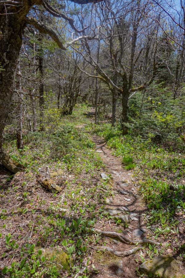 Trail above 3,500 feet on the west side of West Kill Mountain.